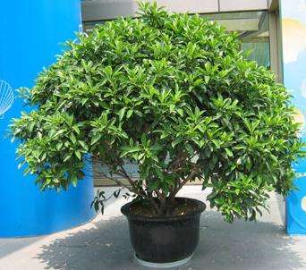 成都環保裝飾公司 成都環保裝飾公司