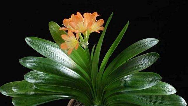 成都環保裝飾公司 成都環保裝飾公司