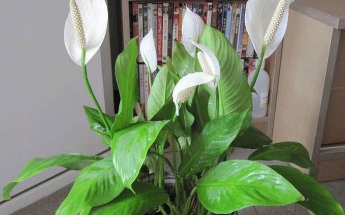 成都環保裝飾公司 成都環保裝飾公司