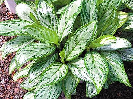 成都環保裝飾公司 成都環保裝飾公司