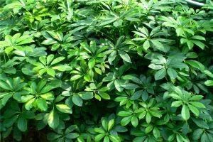 成都環保裝飾公司 成都環保裝飾公司